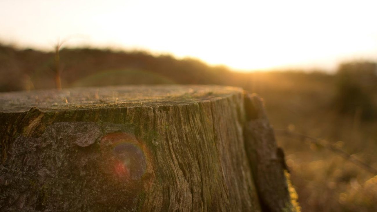 4ad79067-8951-36c8-8c92-d1ea9ebba4ee